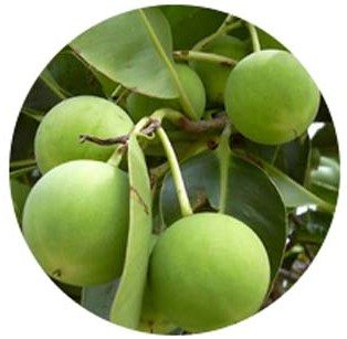 Pure Tamanu Olie